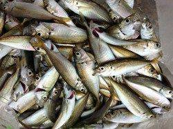 田村漁港　紀州釣りでチヌ3匹グレ1匹　サビキのアジは大漁