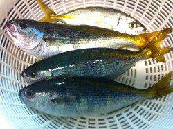 小浦一文字で念願のシイラ釣り