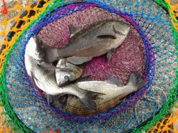 田村漁港　紀州釣りでチヌ3匹グレ1匹　サビ…