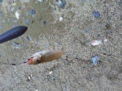 ささめ針キスステックで最大29.2cmの大キスも釣れました！