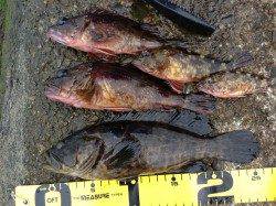 濱ノ瀬漁港、チヌ狙いでフカセも・・・根魚も楽しめました