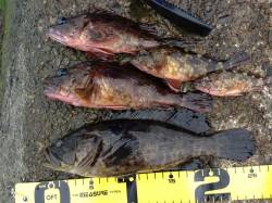 濱ノ瀬漁港、チヌ狙いでフカセも・・・根魚も…