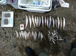 ささめ針キスステックで最大29.2cmの大…