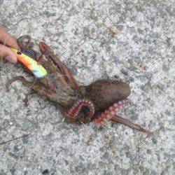 助松埠頭　夕方のオクトパッシングでタコ3バイ