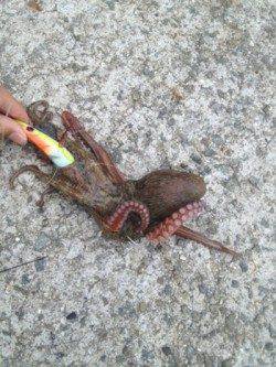 助松埠頭　夕方のオクトパッシングでタコ3バイ