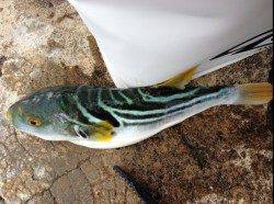 煙樹ヶ浜　ちょい投げでキス〜14cm10匹　1時間半の釣行