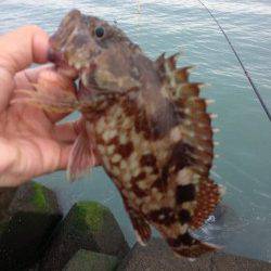 濱ノ瀬漁港、チヌ狙いでフカセも・・・根魚も楽しめました