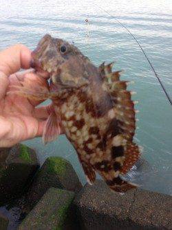 濱ノ瀬漁港、チヌ狙いでフカセも・・・根魚も楽しめました