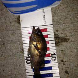 本荘人工島　深夜のメバリングでメバル〜18cm20匹の満足釣果☆