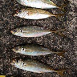 串本港、風裏を求めて…アジング釣果