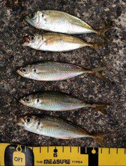 串本港、風裏を求めて…アジング釣果