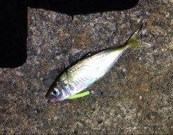 田辺ランガンアジング釣行！アジ×20