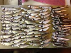 貝塚　お昼からの釣行で豆アジ69匹　イワシ…