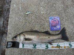 ポートアイ沖堤防でシーバス狙い★