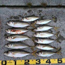 田辺・戎漁港　アジングでアジ〜31cm12匹！