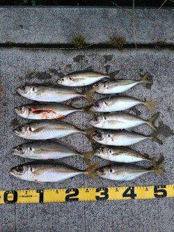 田辺・戎漁港　アジングでアジ〜31cm12匹！