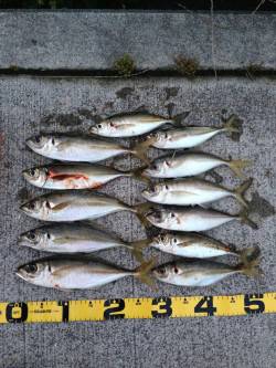 田辺・戎漁港　アジングでアジ〜31cm12…