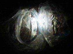 夜の兵庫突堤　イワシ100匹に加えタチウオも2本！　スルメイカは厳しい釣果