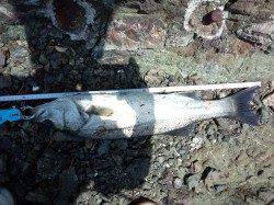 千歳でシーバス　ミノーでHIT！