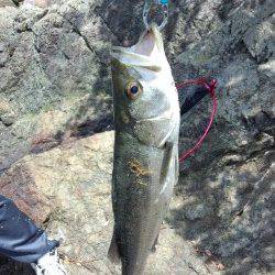 千歳でシーバス　ミノーでHIT！