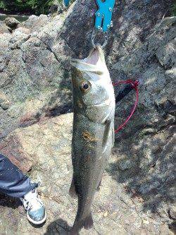 千歳でシーバス　ミノーでHIT！