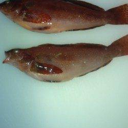 りんくう　投げ釣りでウサギアイナメ　サビキでサバ・イワシ