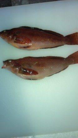 りんくう　投げ釣りでウサギアイナメ　サビキでサバ・イワシ