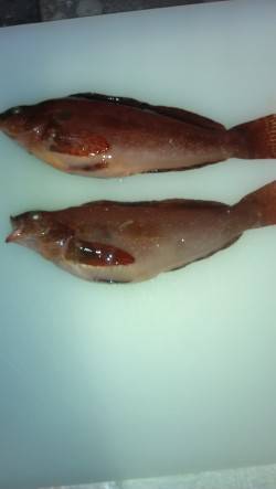 りんくう　投げ釣りでウサギアイナメ　サビキ…