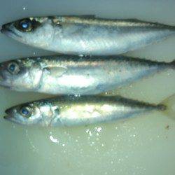 りんくう　投げ釣りでウサギアイナメ　サビキでサバ・イワシ