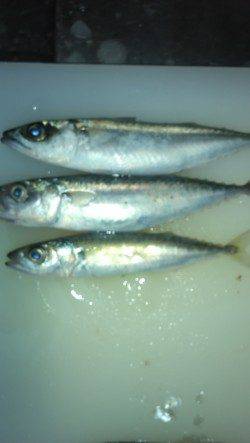 りんくう　投げ釣りでウサギアイナメ　サビキでサバ・イワシ