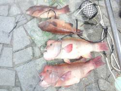 翼港 朝方のブッコミ釣りでカンダイ4匹
