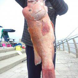 翼港　朝方のブッコミ釣りでカンダイ4匹