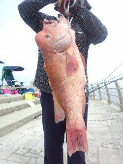 翼港　朝方のブッコミ釣りでカンダイ4匹