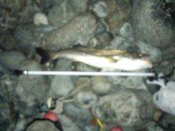 舞鶴東部エリア、千歳でシーバスの釣果