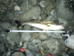  舞鶴東部エリア、千歳でシーバスの釣果