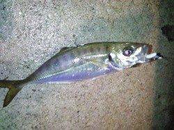 洲本　淡路島観光ホテルでのアジングでアジ〜24cm3匹　ドラグを鳴らすパワーは魅力十分！