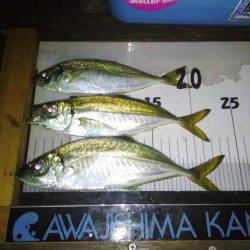 洲本　淡路島観光ホテルでのアジングでアジ〜24cm3匹　ドラグを鳴らすパワーは魅力十分！