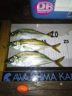 洲本　淡路島観光ホテルでのアジングでアジ〜24cm3匹　ドラグを鳴らすパワーは魅力十分！