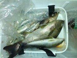 衣奈漁港　フカセでイサギ〜40cm4匹！　他サビキでイワシなど