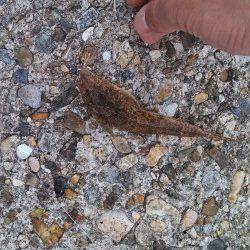 東二見人工島でちょい投げで五目達成！