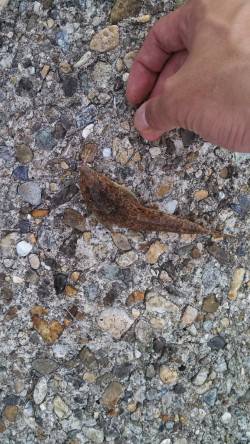 東二見人工島でちょい投げで五目達成！