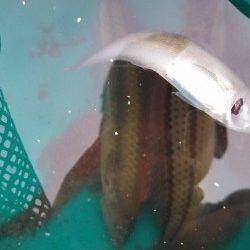 東二見人工島でちょい投げで五目達成！