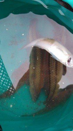 東二見人工島でちょい投げで五目達成！