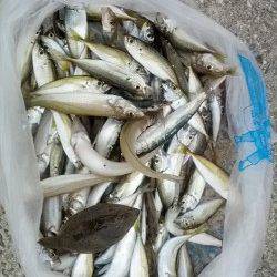 加太漁港　サビキでアジ＆イワシ　投げ釣りでキスのファミリー釣果☆