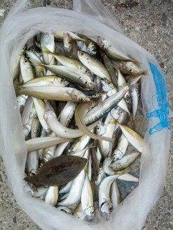 加太漁港　サビキでアジ＆イワシ　投げ釣りでキスのファミリー釣果☆