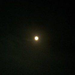 江井ヶ島でのエギング釣果　コウイカが乗りました