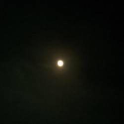 江井ヶ島でのエギング釣果　コウイカが乗りました