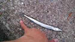 林崎漁港、サヨリ・タコ釣りの釣果