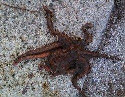 林崎漁港、サヨリ・タコ釣りの釣果