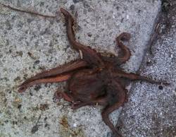 林崎漁港、サヨリ・タコ釣りの釣果